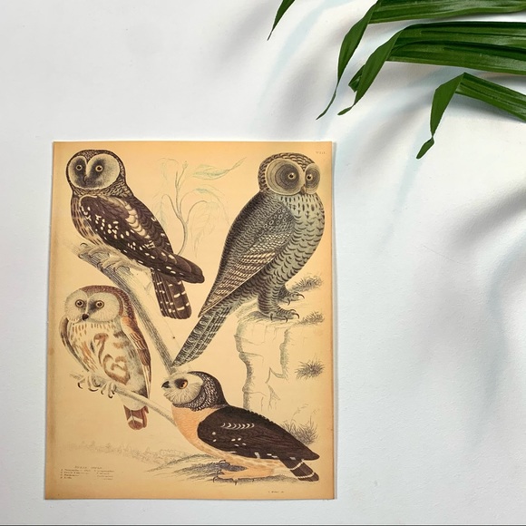 Vintage Wild Owl Scientific Chart Print 8x10 - Picture 2 of 6